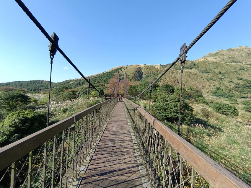 196328.jpg - 【台北.陽明山】冷水坑賞落羽松走至擎天崗大草原步道賞芒草。秋季限定美景貓貓森林寫真
