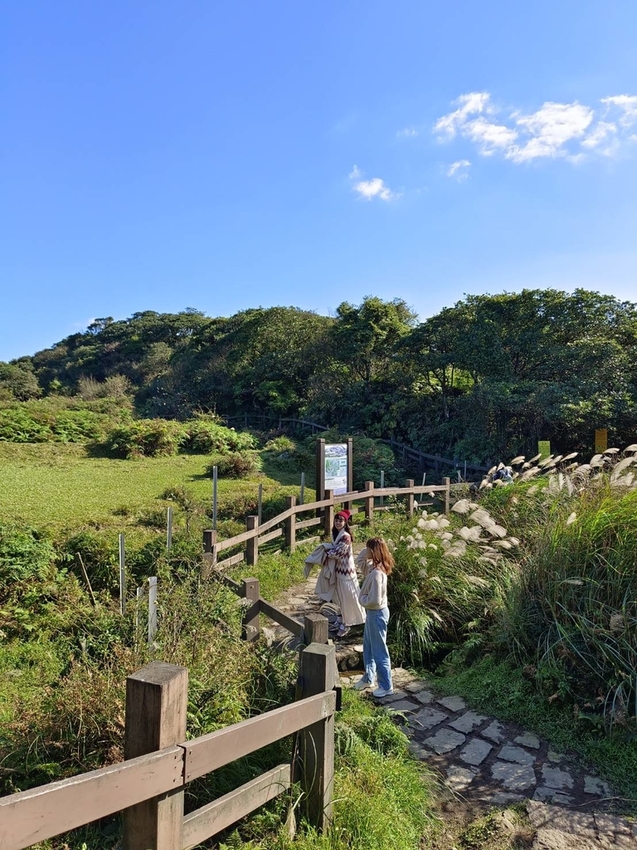 196307.jpg - 【台北.陽明山】冷水坑賞落羽松走至擎天崗大草原步道賞芒草。秋季限定美景貓貓森林寫真