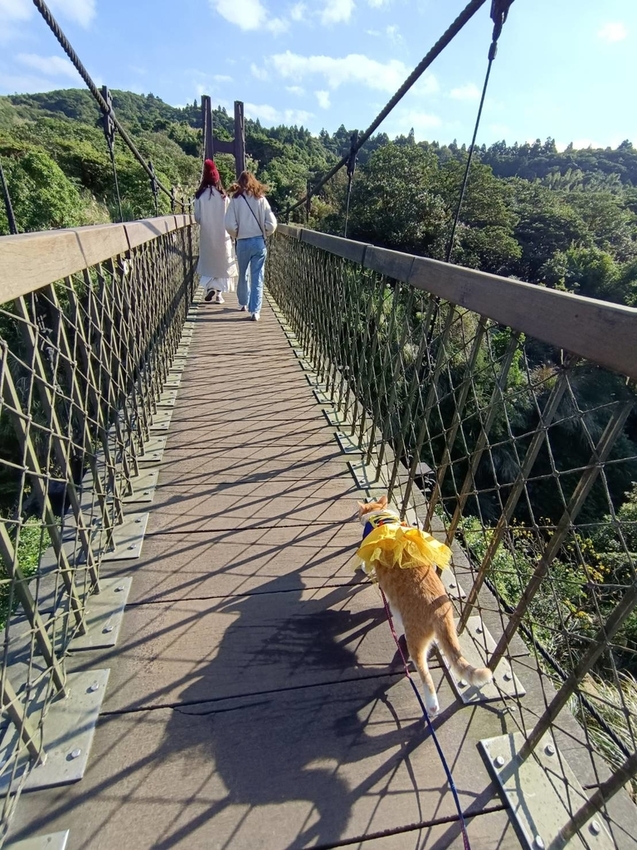 196327.jpg - 【台北.陽明山】冷水坑賞落羽松走至擎天崗大草原步道賞芒草。秋季限定美景貓貓森林寫真