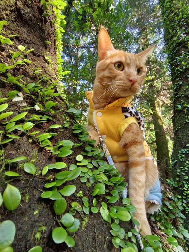 196339.jpg - 【台北.陽明山】冷水坑賞落羽松走至擎天崗大草原步道賞芒草。秋季限定美景貓貓森林寫真