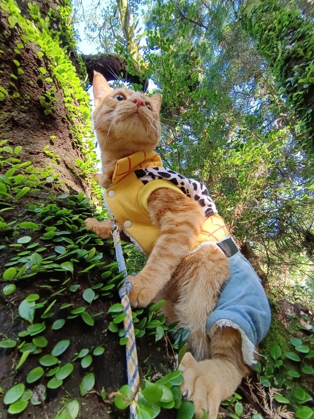 196334.jpg - 【台北.陽明山】冷水坑賞落羽松走至擎天崗大草原步道賞芒草。秋季限定美景貓貓森林寫真