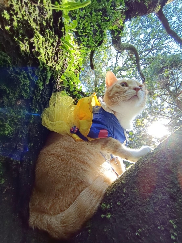 196342.jpg - 【台北.陽明山】冷水坑賞落羽松走至擎天崗大草原步道賞芒草。秋季限定美景貓貓森林寫真