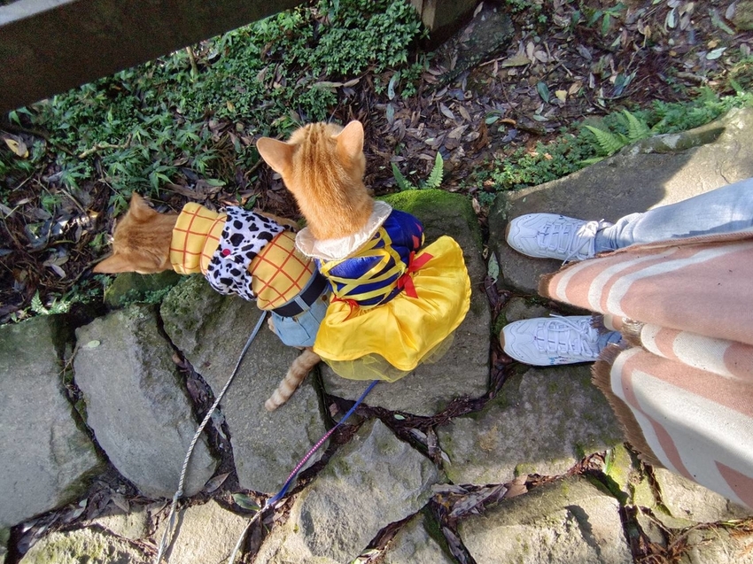 196344.jpg - 【台北.陽明山】冷水坑賞落羽松走至擎天崗大草原步道賞芒草。秋季限定美景貓貓森林寫真