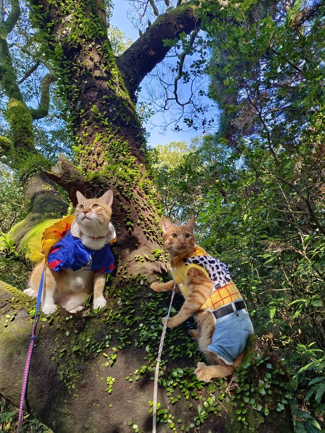 196330.jpg - 【台北.陽明山】冷水坑賞落羽松走至擎天崗大草原步道賞芒草。秋季限定美景貓貓森林寫真
