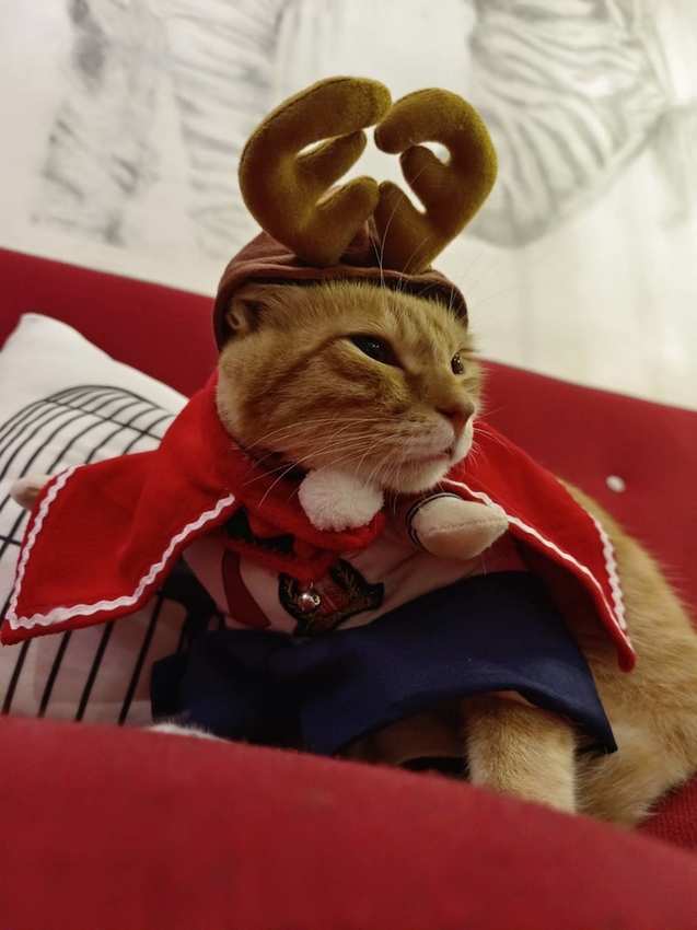 【宜蘭.冬山】斑馬芭芭拉小別墅包棟開趴+超美麗中島早午餐+學生制服趴+閨密寫真+寵物友善