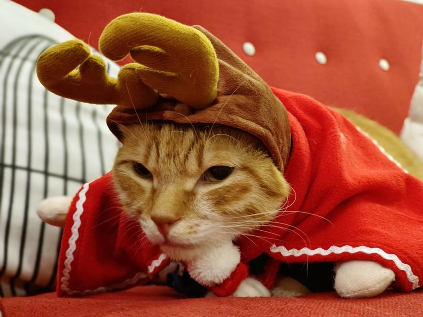 【宜蘭.冬山】斑馬芭芭拉小別墅包棟開趴+超美麗中島早午餐+學生制服趴+閨密寫真+寵物友善