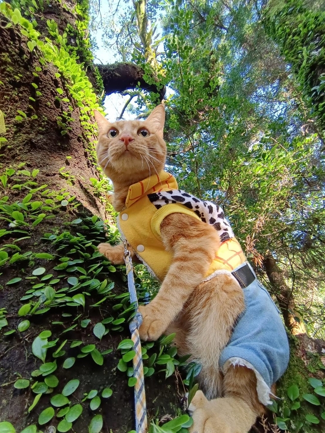 196333.jpg - 【台北.陽明山】冷水坑賞落羽松走至擎天崗大草原步道賞芒草。秋季限定美景貓貓森林寫真