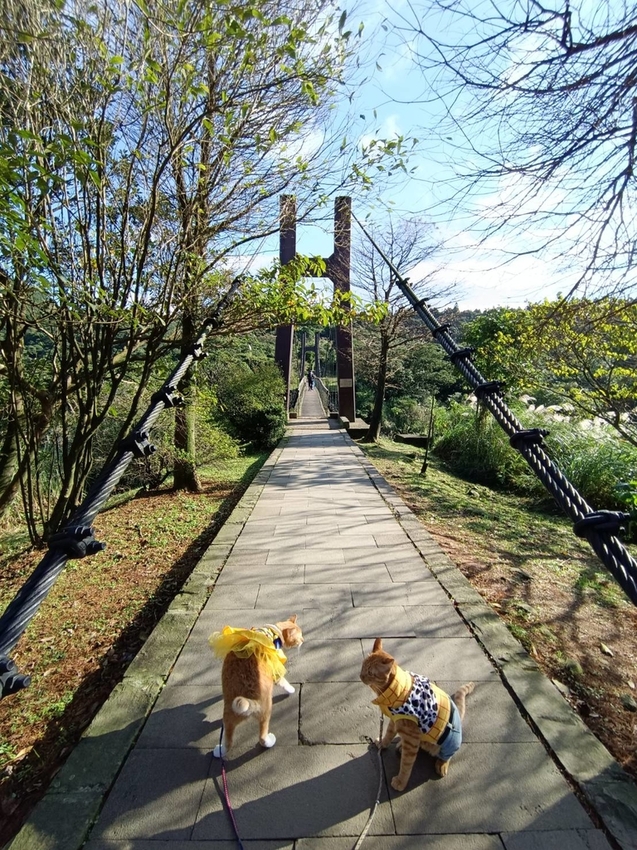 196323.jpg - 【台北.陽明山】冷水坑賞落羽松走至擎天崗大草原步道賞芒草。秋季限定美景貓貓森林寫真