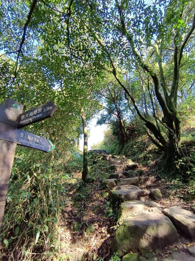 196310.jpg - 【台北.陽明山】冷水坑賞落羽松走至擎天崗大草原步道賞芒草。秋季限定美景貓貓森林寫真