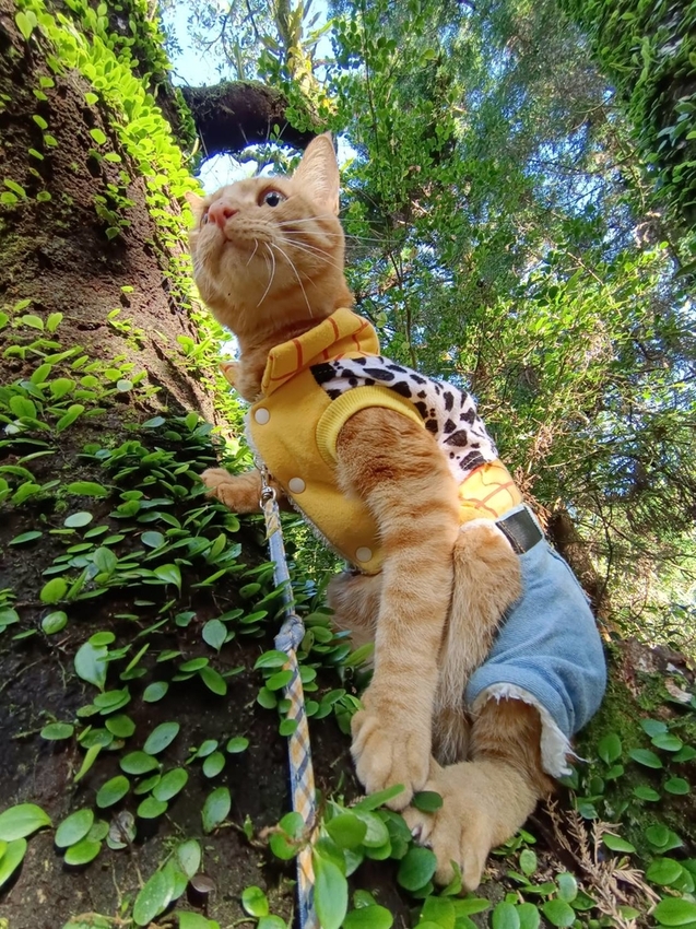 196335.jpg - 【台北.陽明山】冷水坑賞落羽松走至擎天崗大草原步道賞芒草。秋季限定美景貓貓森林寫真