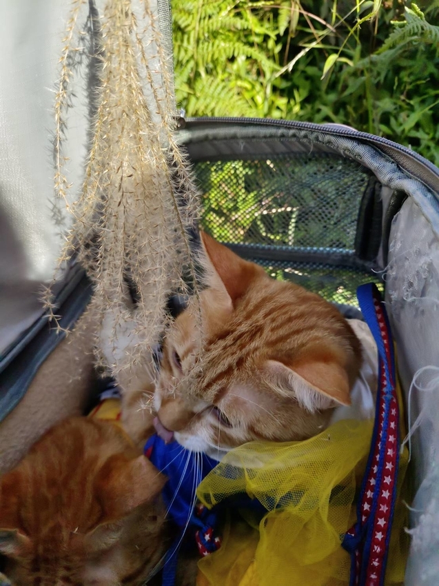 196301.jpg - 【台北.陽明山】冷水坑賞落羽松走至擎天崗大草原步道賞芒草。秋季限定美景貓貓森林寫真