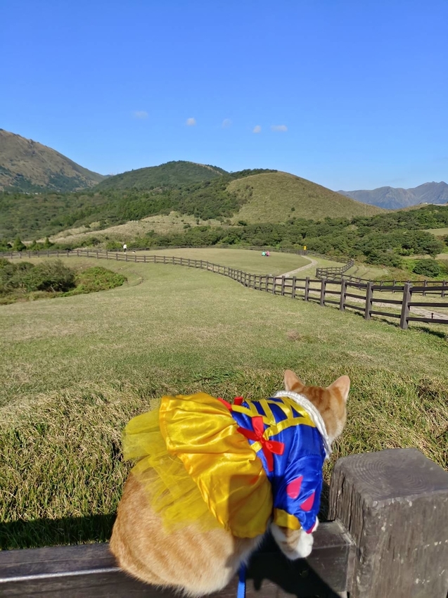 196293.jpg - 【台北.陽明山】冷水坑賞落羽松走至擎天崗大草原步道賞芒草。秋季限定美景貓貓森林寫真