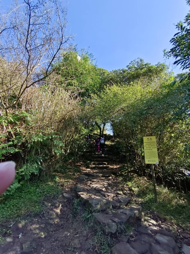 196311.jpg - 【台北.陽明山】冷水坑賞落羽松走至擎天崗大草原步道賞芒草。秋季限定美景貓貓森林寫真