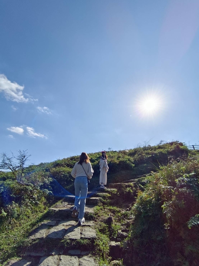 196296.jpg - 【台北.陽明山】冷水坑賞落羽松走至擎天崗大草原步道賞芒草。秋季限定美景貓貓森林寫真