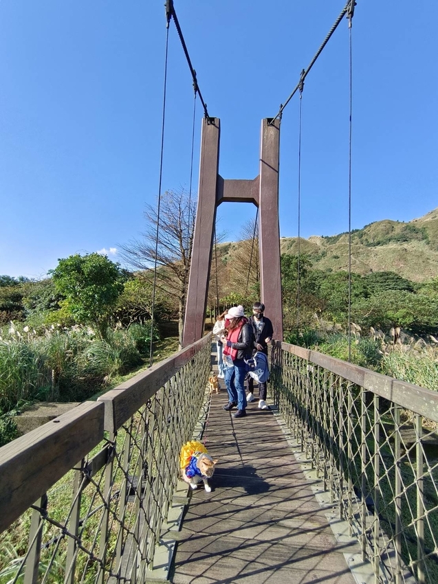 196326.jpg - 【台北.陽明山】冷水坑賞落羽松走至擎天崗大草原步道賞芒草。秋季限定美景貓貓森林寫真
