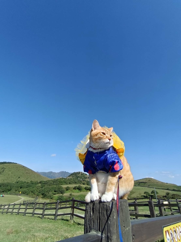 196291.jpg - 【台北.陽明山】冷水坑賞落羽松走至擎天崗大草原步道賞芒草。秋季限定美景貓貓森林寫真