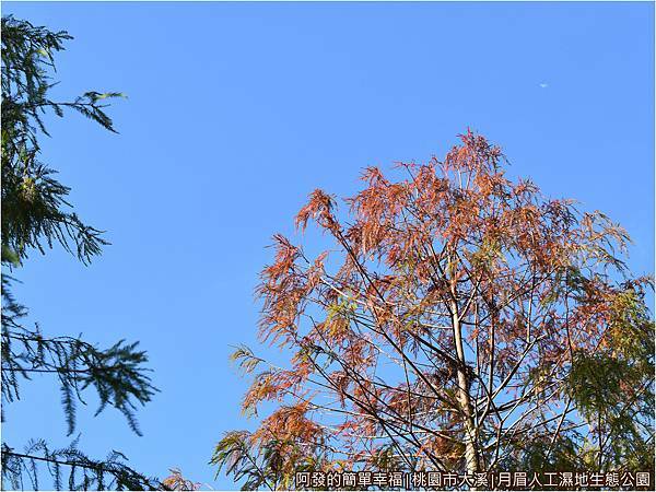 月眉人工濕地13-落羽松樹梢與藍天.JPG