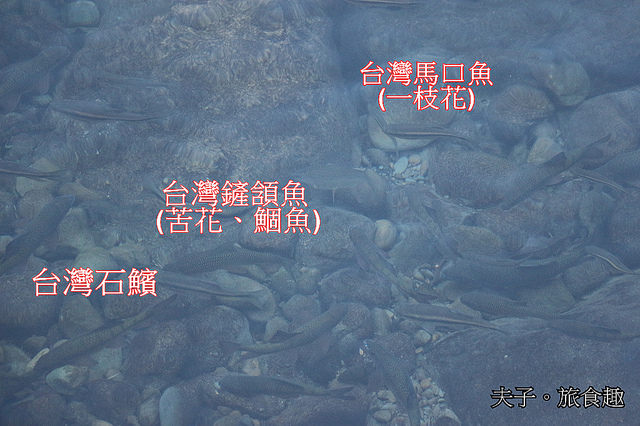 IMG_7939-1.jpg - 苗栗南庄 蓬萊溪護魚步道 20211203