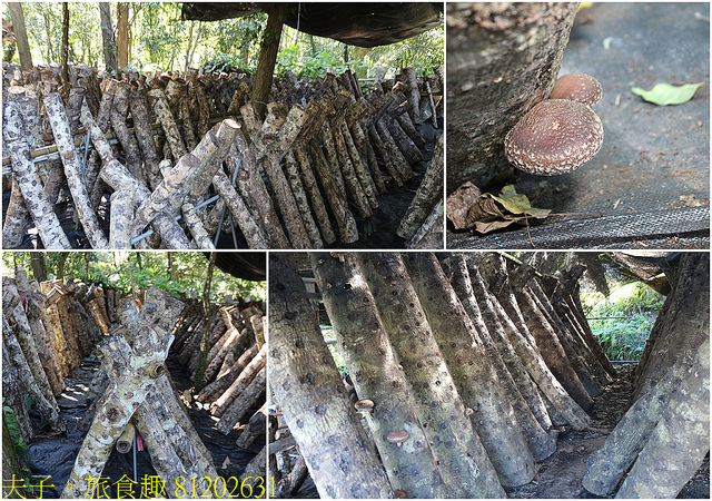 81202631.jpg - 苗栗南庄 八卦力 嘎嘎歐岸 20211203