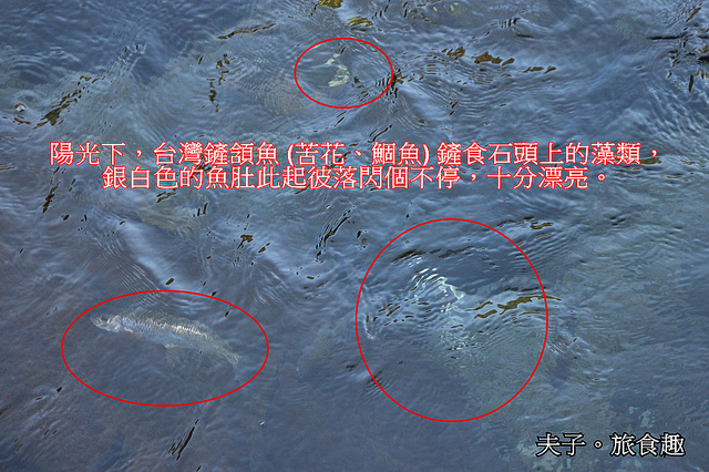 IMG_7921-1.jpg - 苗栗南庄 蓬萊溪護魚步道 20211203