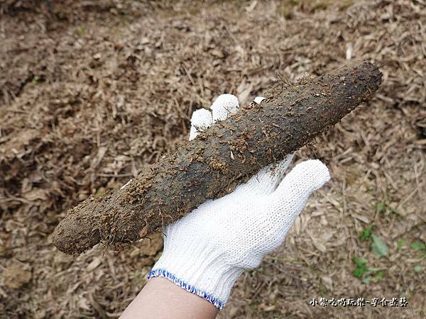 金好筍農場挖基隆原生種山藥 (2).jpg
