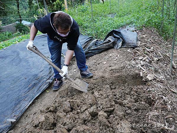 挖白雪玉山藥-金好筍農場 (1).jpg