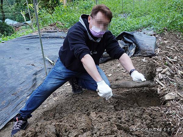 挖白雪玉山藥-金好筍農場 (2).jpg