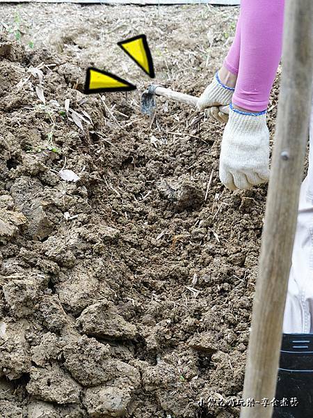 金好筍農場挖基隆原生種山藥 (6).jpg