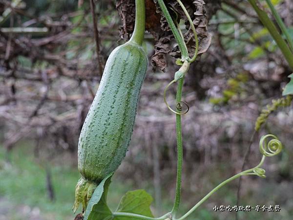 絲瓜-金好筍農場.jpg
