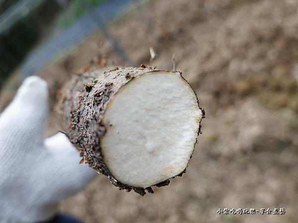 金好筍農場挖基隆原生種山藥 (1).jpg