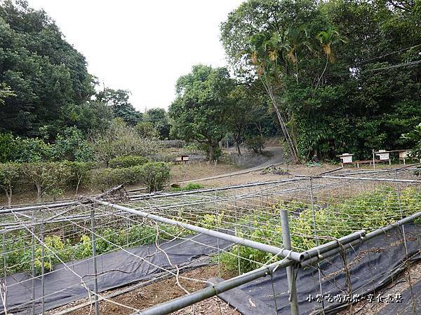 金好筍農場挖基隆原生種山藥 (10).jpg