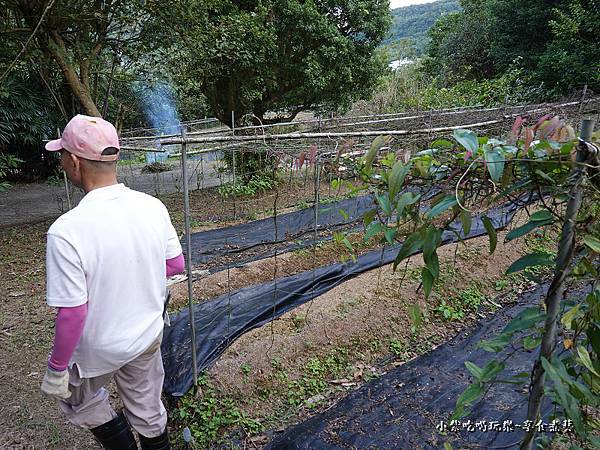 挖山藥好好玩 (2).jpg