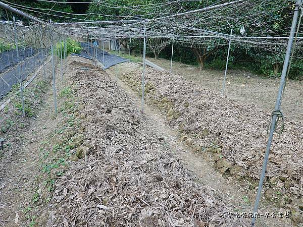 金好筍農場挖基隆原生種山藥 (3).jpg