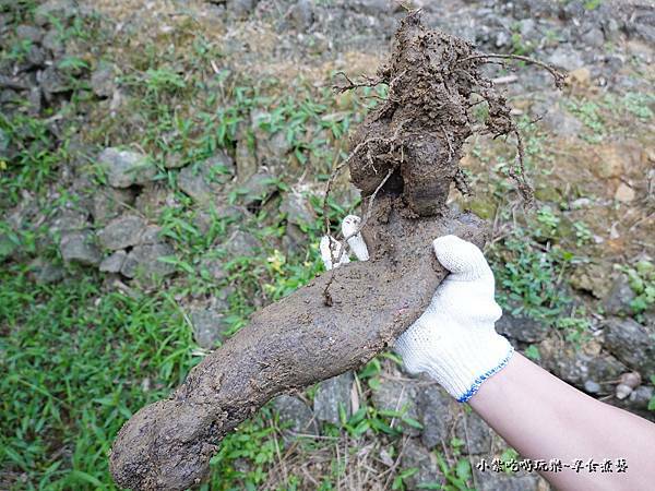 挖白雪玉山藥-金好筍農場 (5).jpg