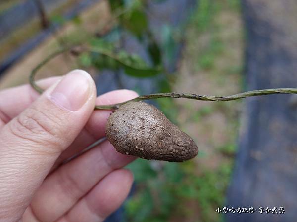 山藥種籽.jpg