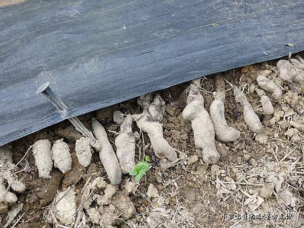 白雪玉山藥種薯.jpg