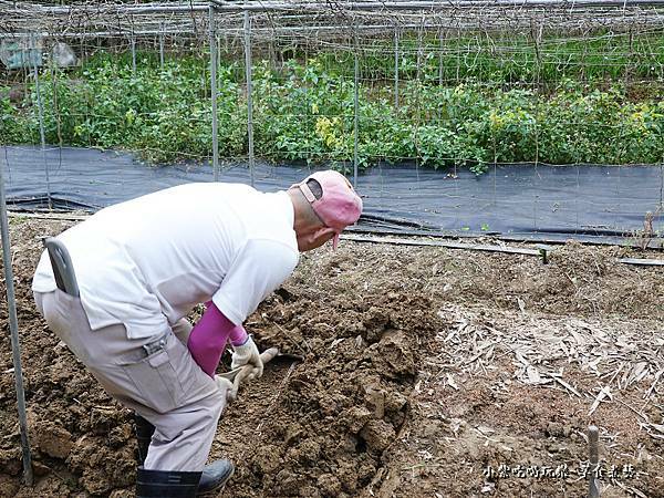 金好筍農場挖基隆原生種山藥 (5).jpg