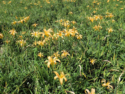 花蓮兆豐農場&金針山之旅