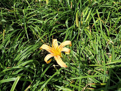 花蓮兆豐農場&金針山之旅