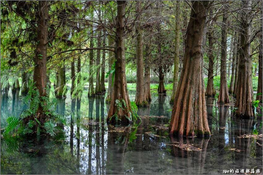 鈺展苗圃 池塘中的落羽松