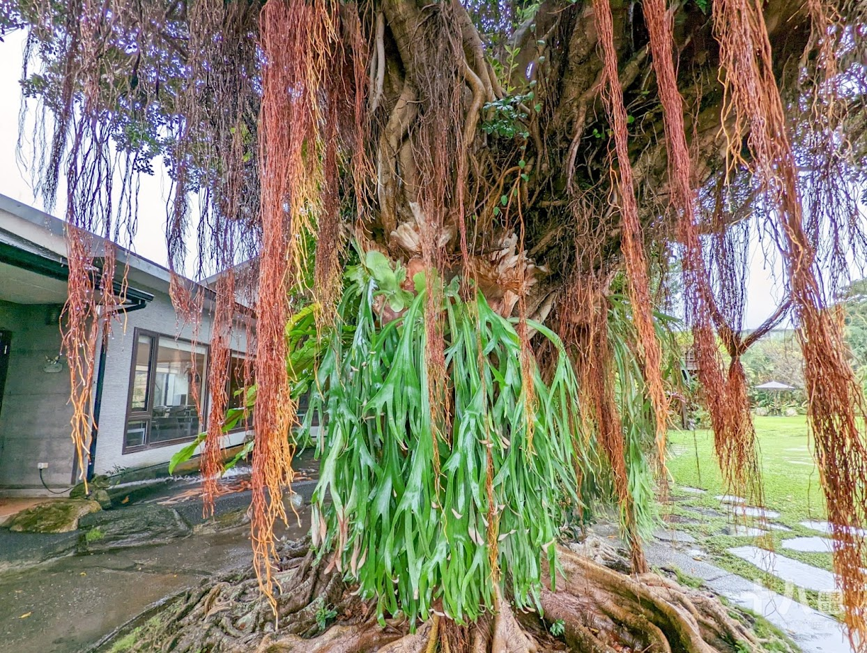 【花蓮旅遊】金澤居民宿｜享受森活旅遊、富有特色的綠建築設計，享受芬多精的綠色隧道民宿、花蓮吉安、親子住宿