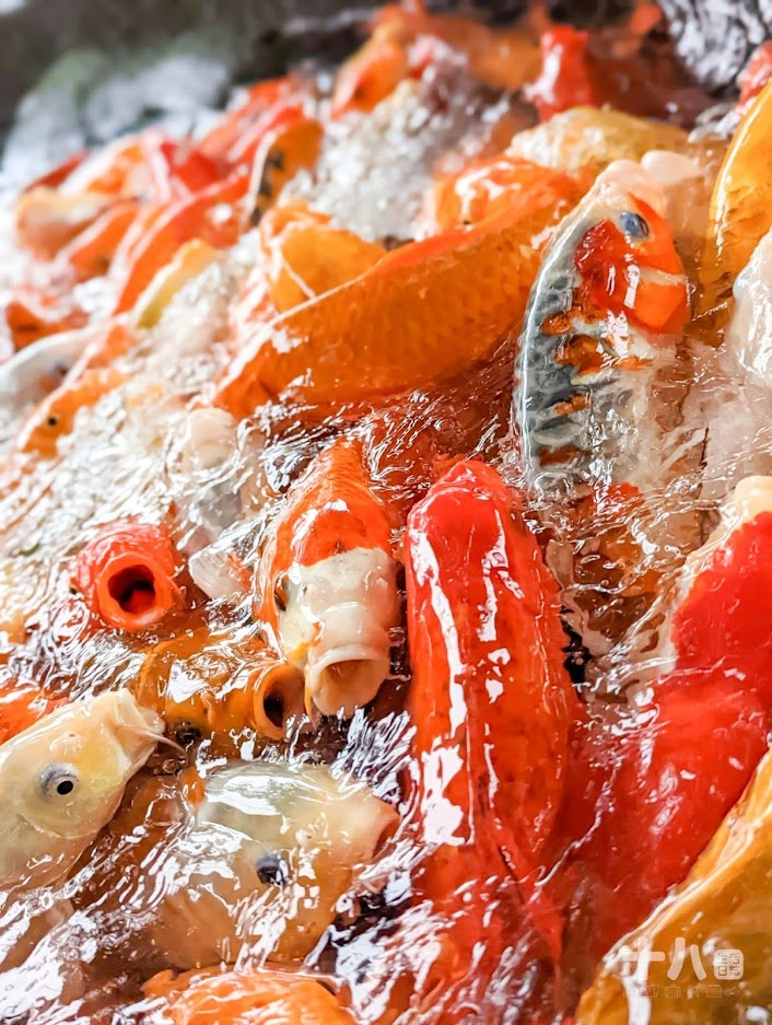 【花蓮旅遊】金澤居民宿｜享受森活旅遊、富有特色的綠建築設計，享受芬多精的綠色隧道民宿、花蓮吉安、親子住宿