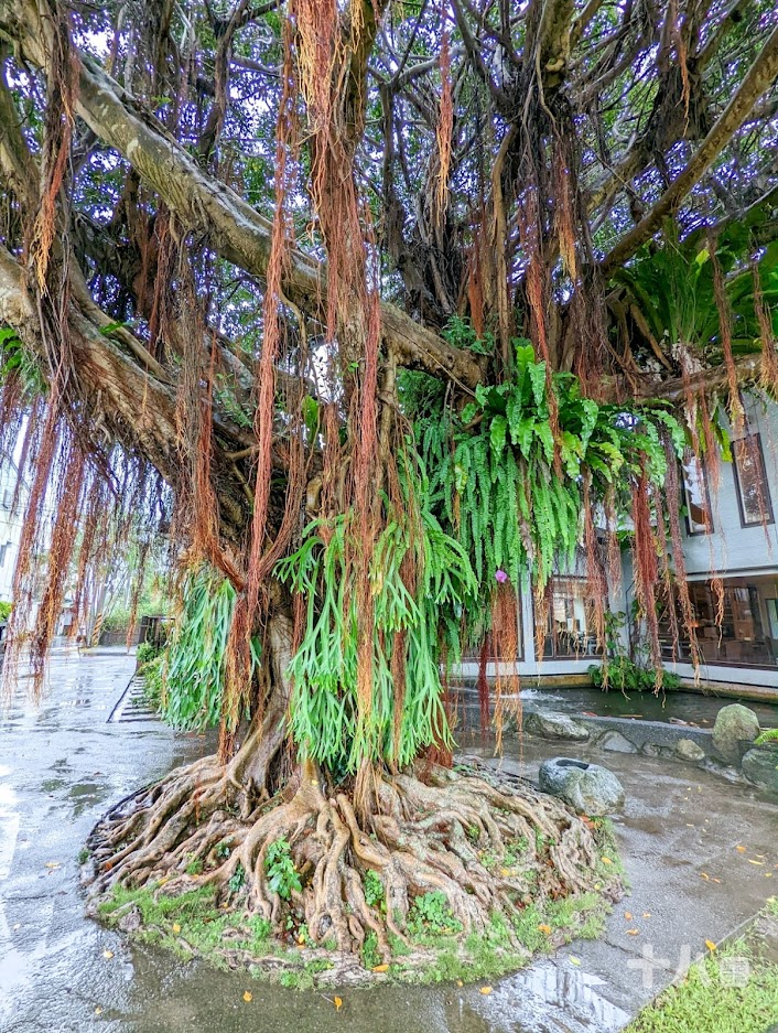 【花蓮旅遊】金澤居民宿｜享受森活旅遊、富有特色的綠建築設計，享受芬多精的綠色隧道民宿、花蓮吉安、親子住宿