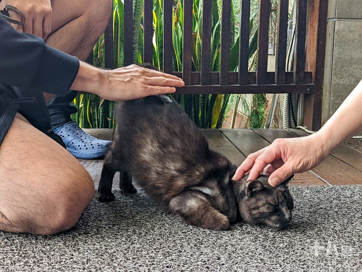 【花蓮旅遊】金澤居民宿｜享受森活旅遊、富有特色的綠建築設計，享受芬多精的綠色隧道民宿、花蓮吉安、親子住宿