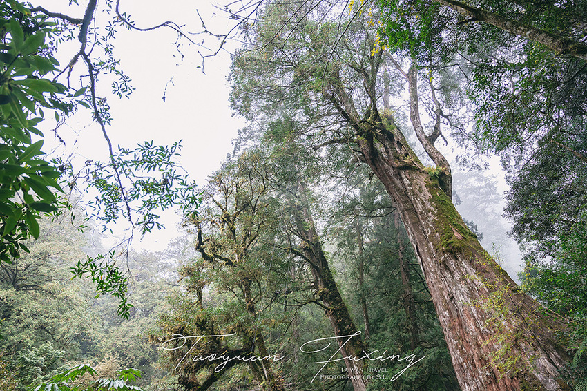 桃園.復興 | 青春品味二日輕旅行 | 徜徉於森林之中,體驗藝術、瑜珈,感受美味的原民料理