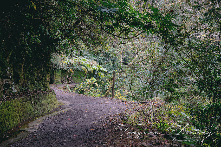 桃園.復興 | 青春品味二日輕旅行 | 徜徉於森林之中,體驗藝術、瑜珈,感受美味的原民料理