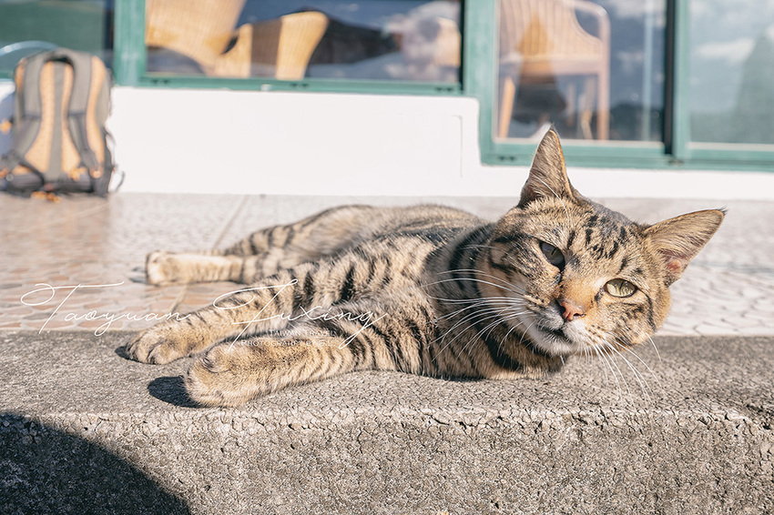 桃園.復興 | 青春品味二日輕旅行 | 徜徉於森林之中,體驗藝術、瑜珈,感受美味的原民料理