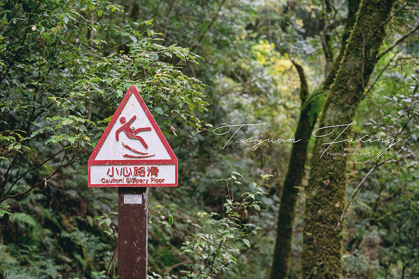 桃園.復興 | 青春品味二日輕旅行 | 徜徉於森林之中,體驗藝術、瑜珈,感受美味的原民料理