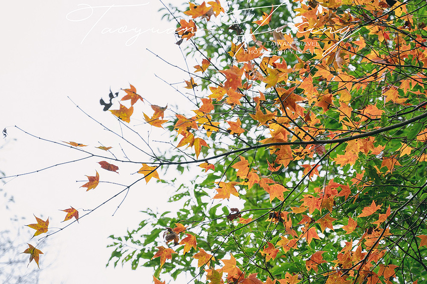 桃園.復興 | 青春品味二日輕旅行 | 徜徉於森林之中,體驗藝術、瑜珈,感受美味的原民料理