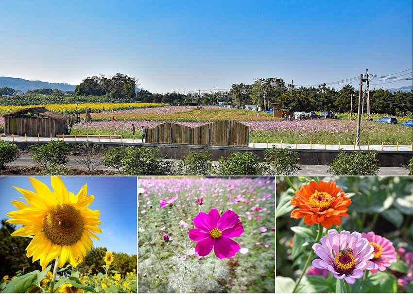 2022南投竹山燈會 | 竹山一日遊，下坪吊橋花海、菸葉館、竹山文化園區、天梯、大鞍竹海隧道 @Nini and Blue  玩樂食記